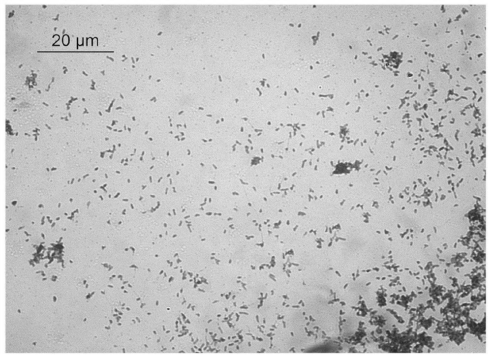 Chloramphenicol efficient degrading bacterium, efficient degrading bacterium agent and application thereof