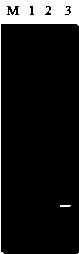 Preparation method of bacillus licheniformis with enhanced YvbW expression and obtained strain and application thereof