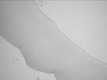 Aseptic processing preparation method for allogeneic corneal grafts