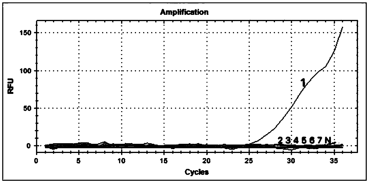 Dye fluorescent quantitative primer for detecting positive reovirus and kit