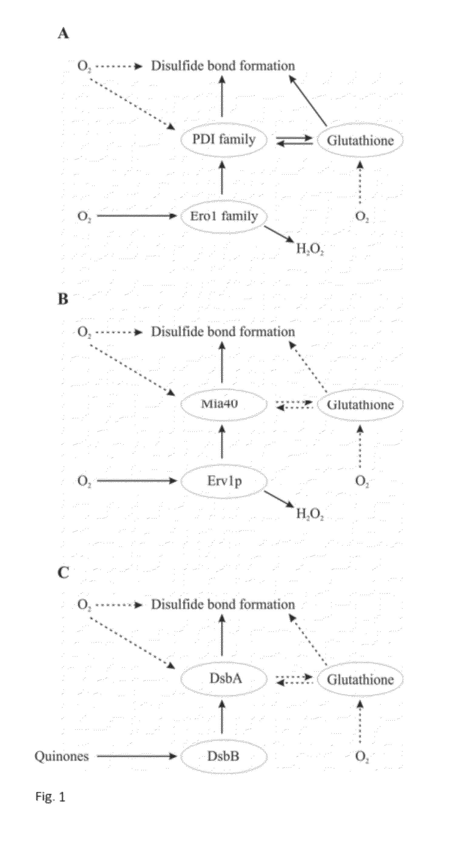 Method for Producing Natively Folded Proteins in a Prokaryotic Host