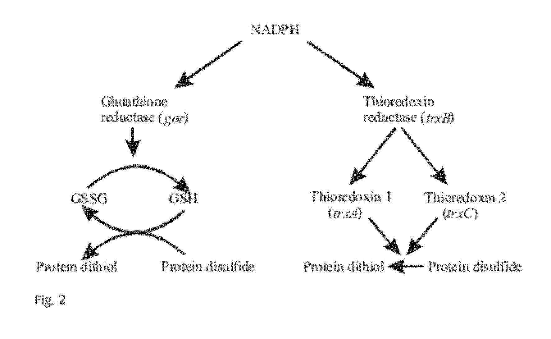 Method for Producing Natively Folded Proteins in a Prokaryotic Host