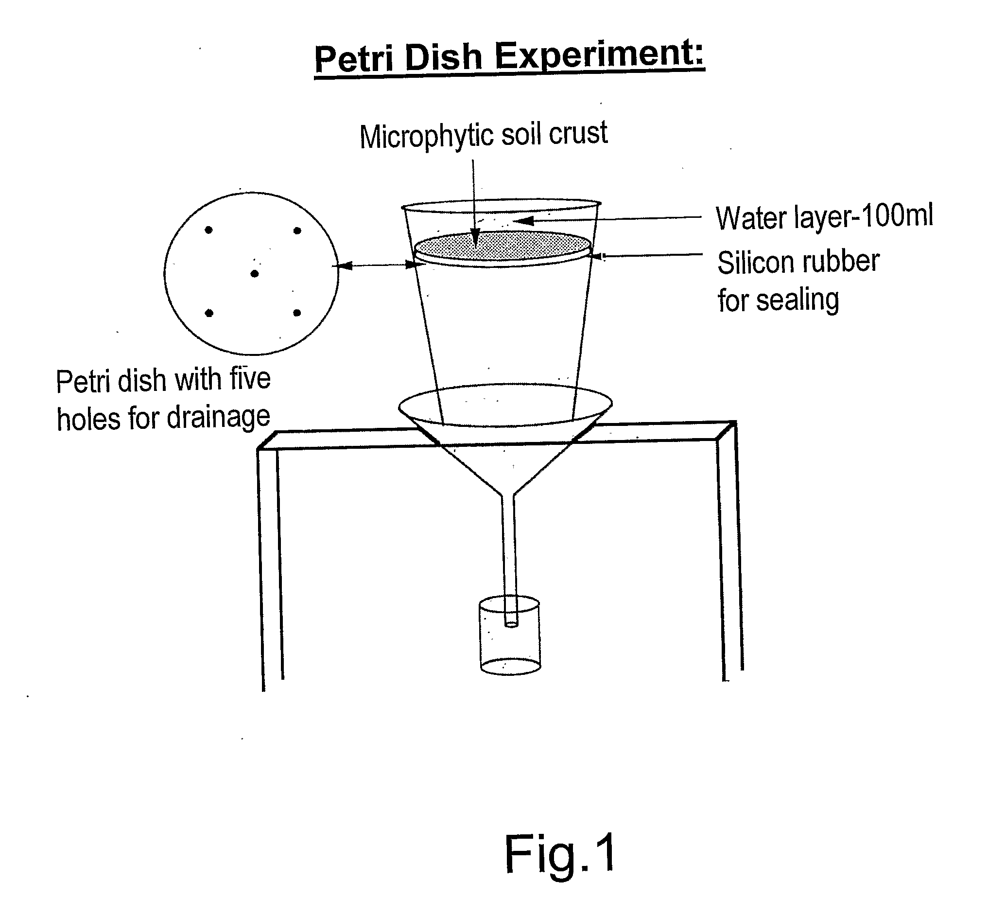 Method for enhancing the soil crust formation