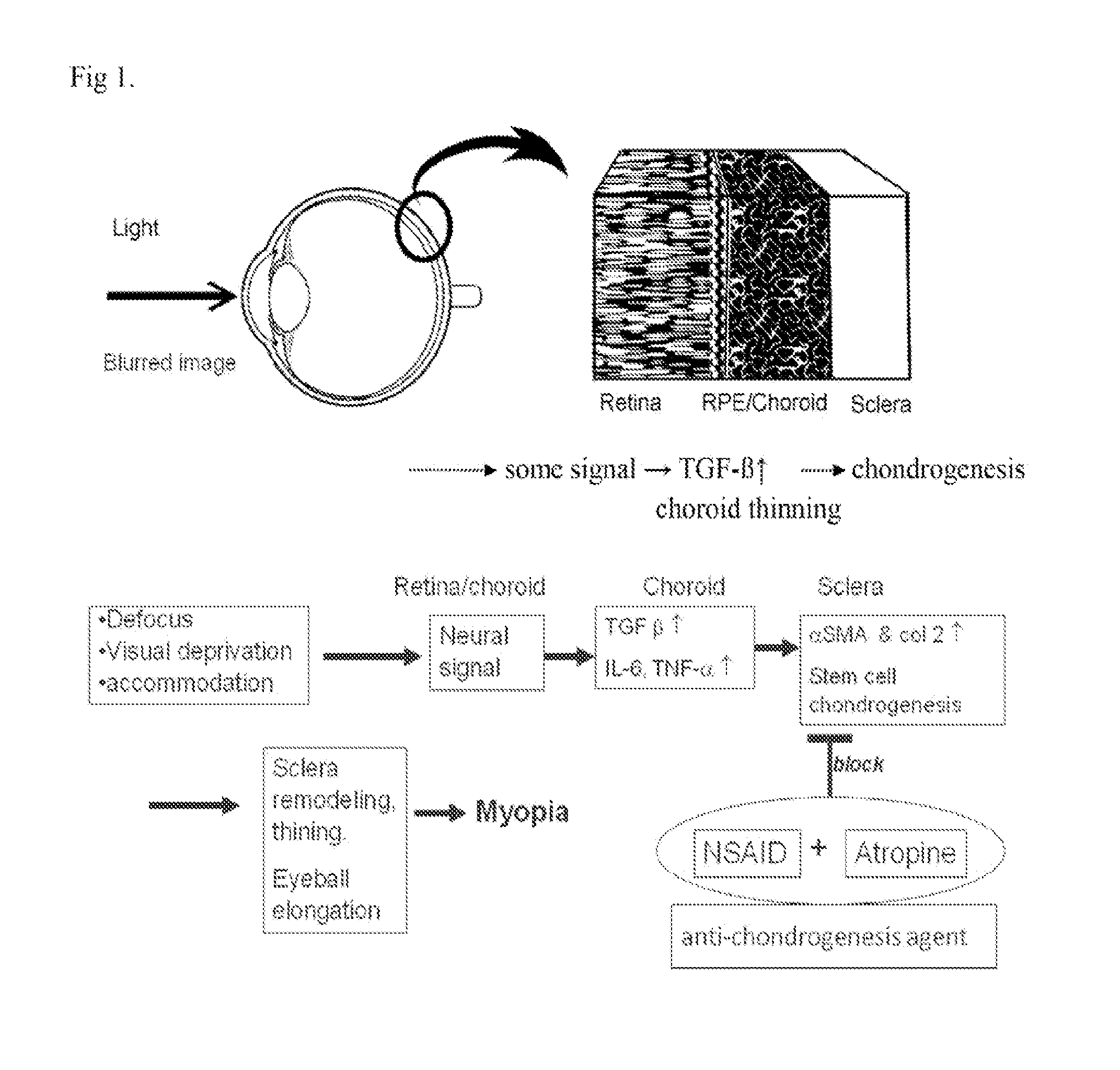 Pharmaceutical composition and uses thereof