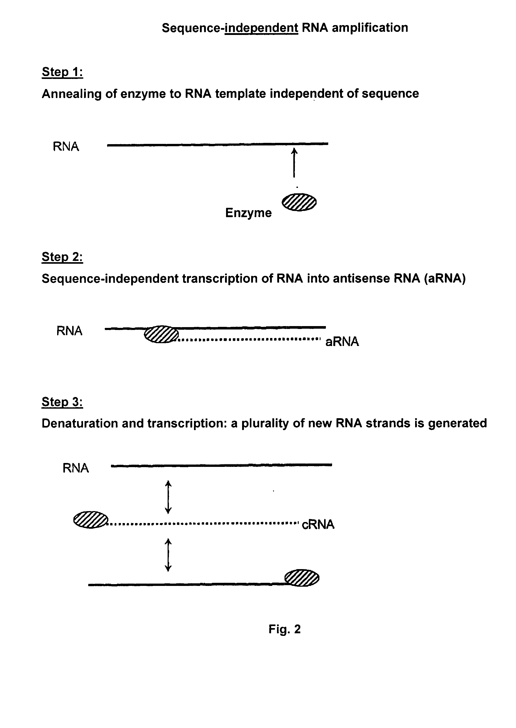 RNA-Dependent RNA Polymerase, Methods And Kits For The Amplification And/Or Labelling Of RNA