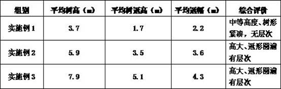 Method for cultivating large greening seedlings of celtis tetrandra f. pendula