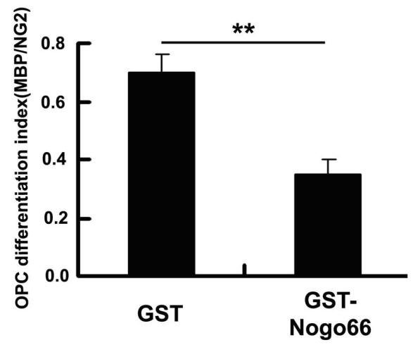 TAT-WNK102 transmembrane protein and application thereof