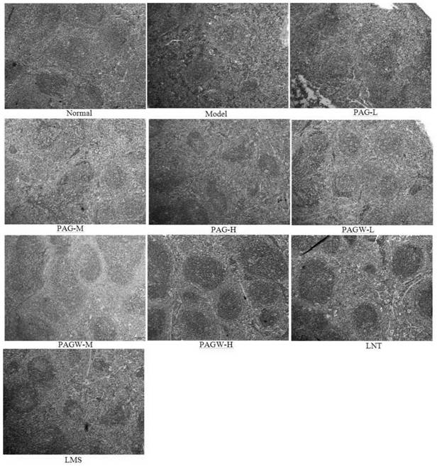 Cockroach glycoprotein as well as preparation method and application thereof