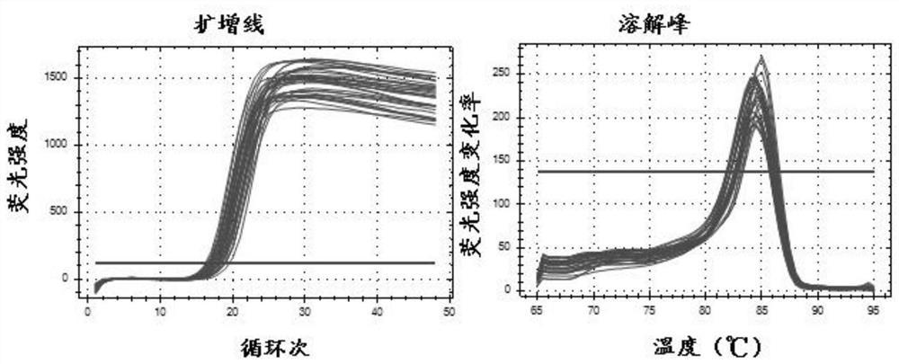 Cockroach glycoprotein as well as preparation method and application thereof