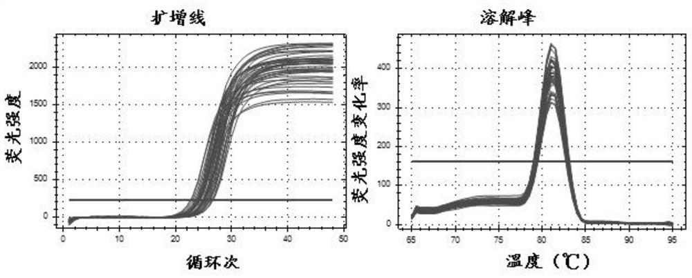 Cockroach glycoprotein as well as preparation method and application thereof