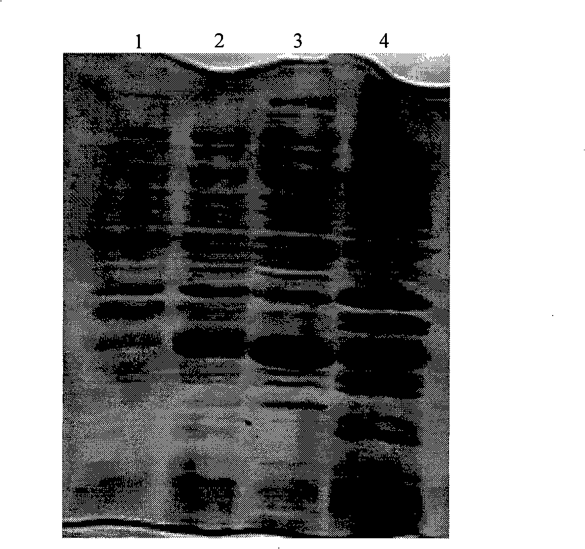 Recombination pig origin antibiotic peptide PG4 and its biological synthesis method and application