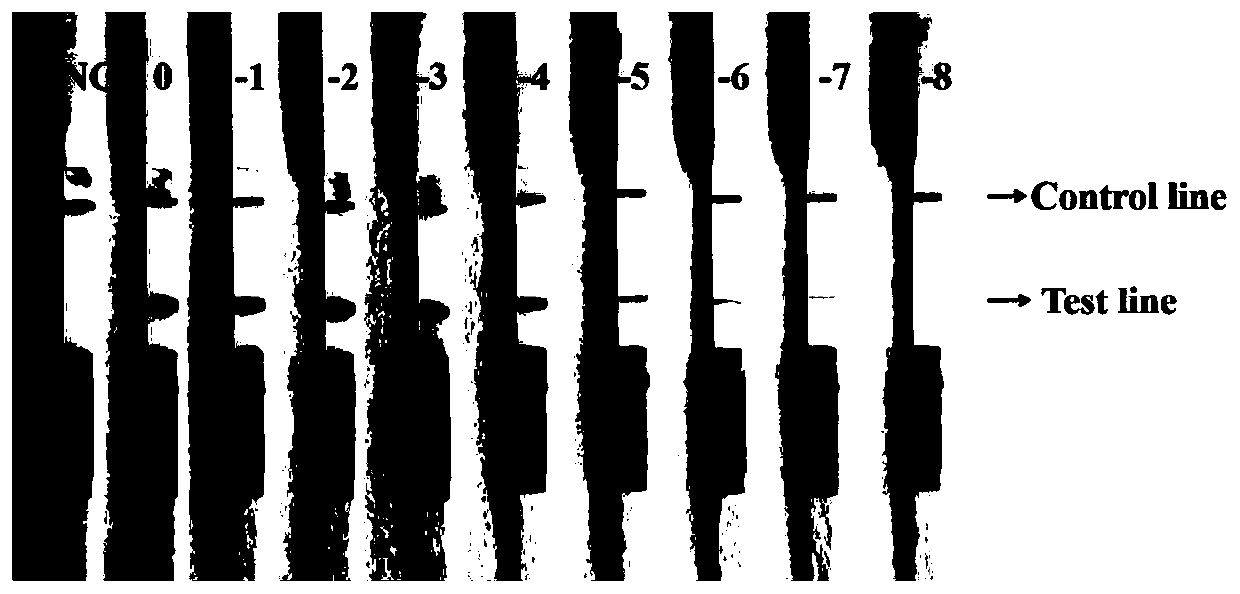 Primer for detecting chaetomium globosum in jet fuel, application and detection method