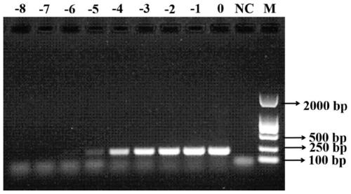 Primer for detecting chaetomium globosum in jet fuel, application and detection method