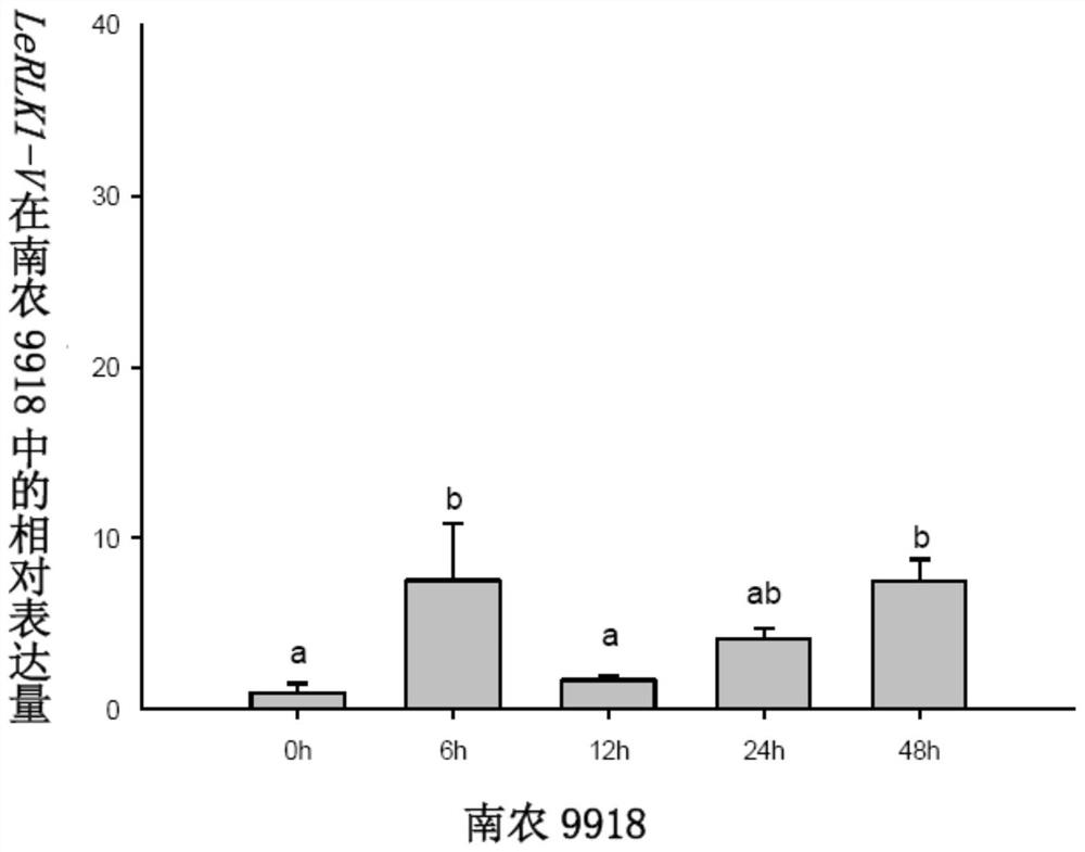 A kinase gene lerlk1-v and its expression vector and application