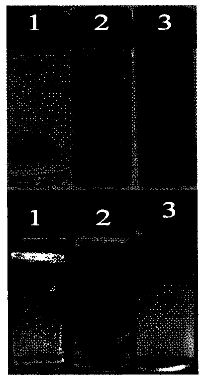 Preparation method for photoluminescence core-shell nano-copper cluster