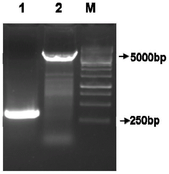 A kind of agv2 type circular virus vp2 soluble protein and preparation method thereof