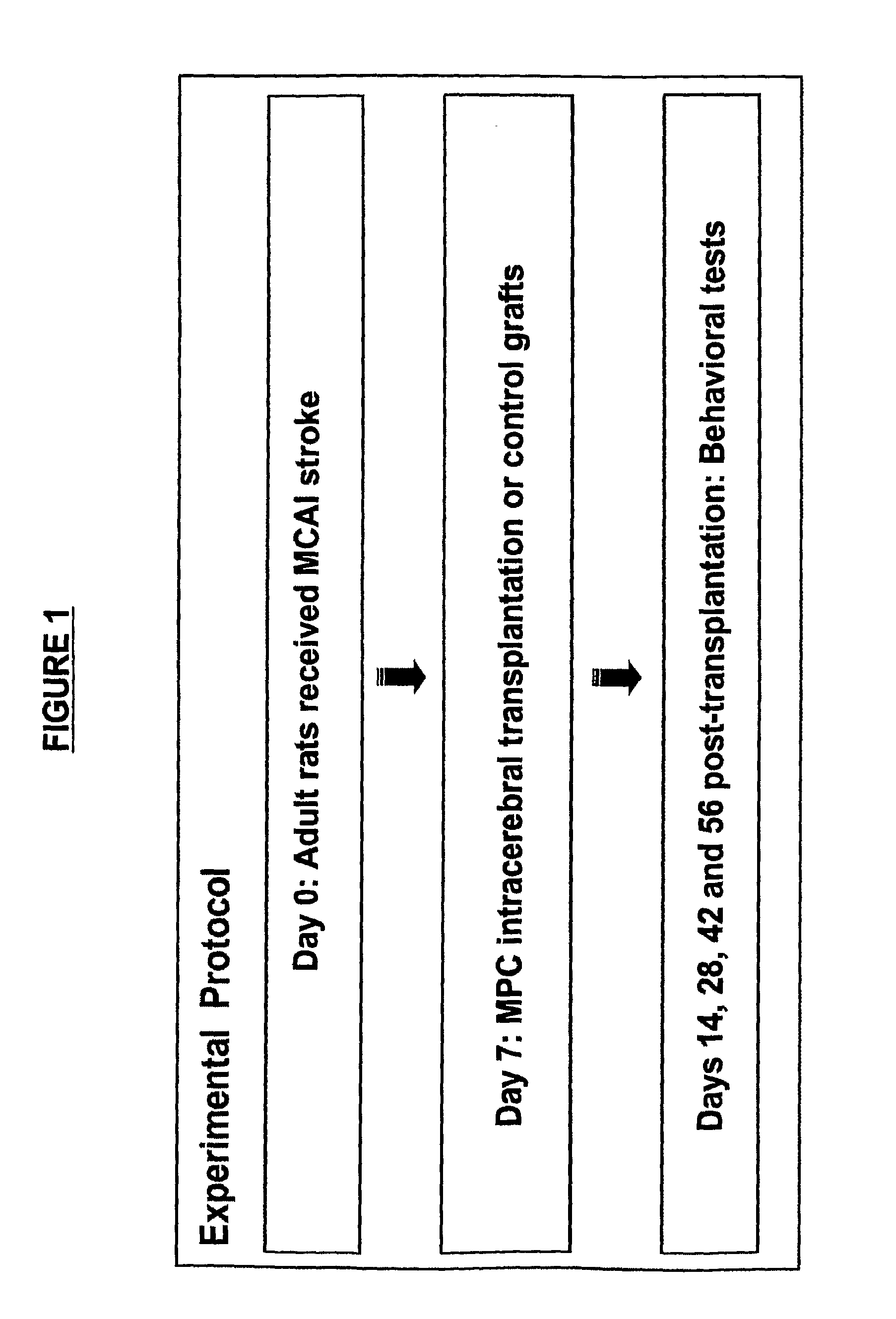 MAPC Therapeutics Without Adjunctive Immunosuppressive Treatment