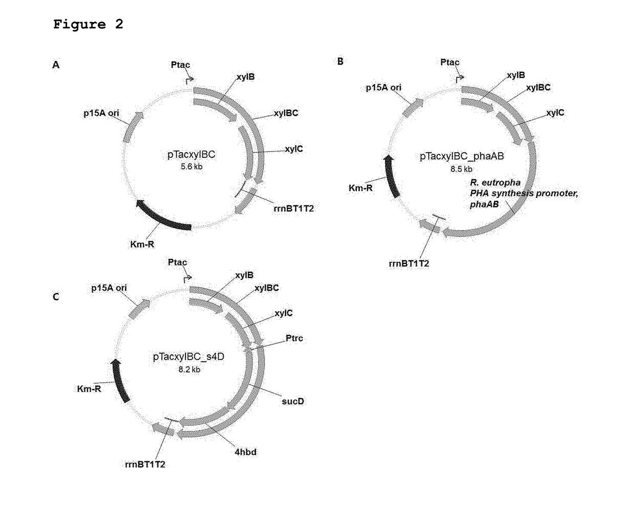 Recombinant microorganism having ability to produce poly(lactate-coglycolate) or copolymer thereof from xylose and method for preparing poly(lactate-coglycolate) or copolymer thereof by using same