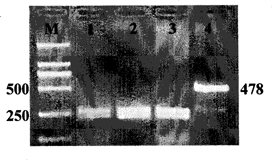 Alpha D globin gene as chicken molecular mark with high oxygen carrying capability as well as detection method and application thereof