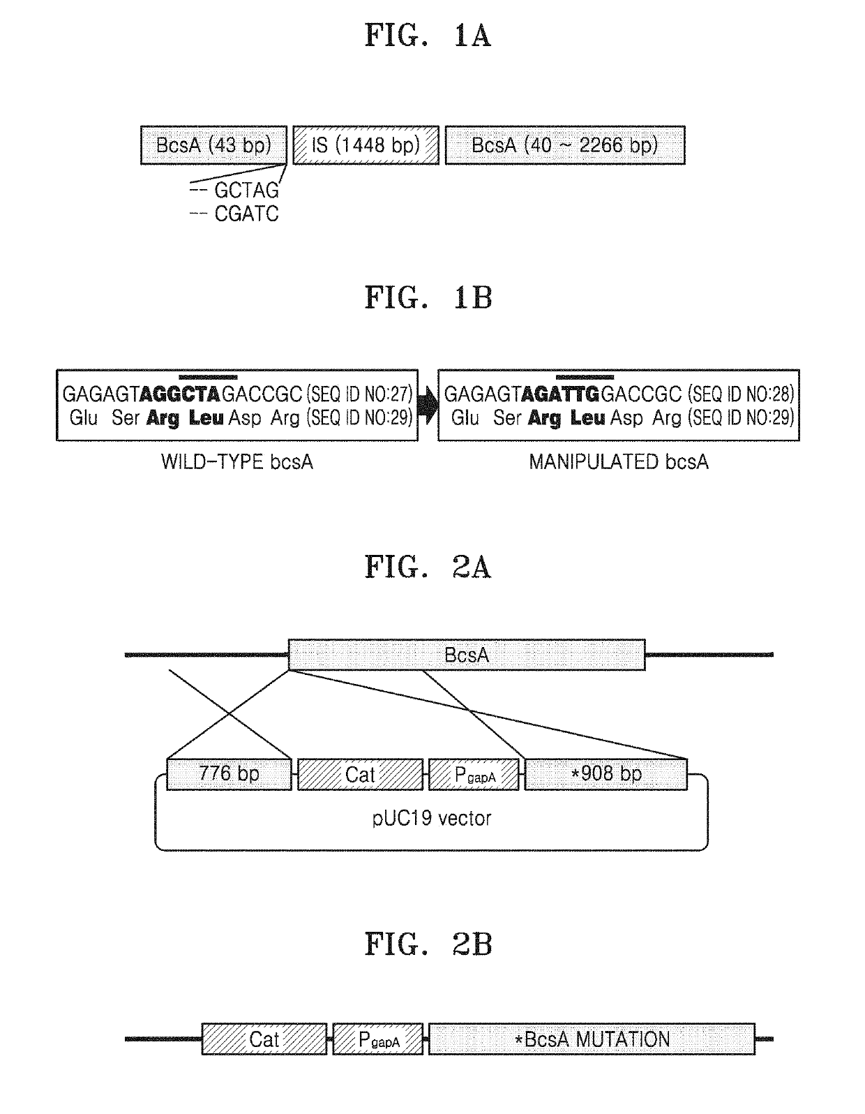 Microorganism having enhanced cellulose synthase gene stability and method of producing cellulose by using the same