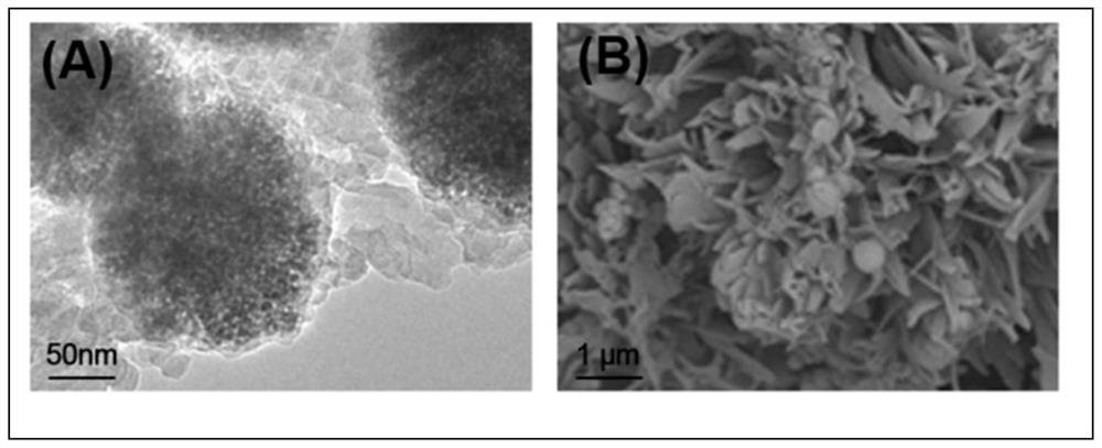 GII.4 norovirus detection, synthesis method thereof, and GII.4 norovirus detection method