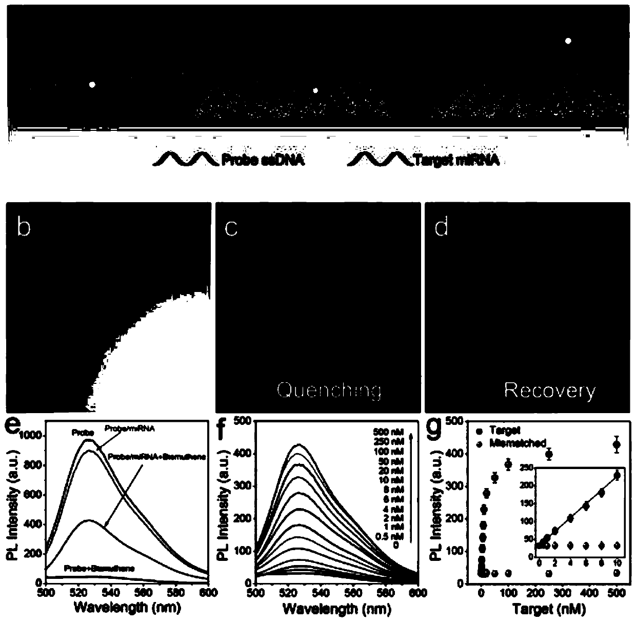 Biosensor based on bismuth-olefin nanosheet fluorescence quenching, miRNA detection kit and application of miRNA detection kit