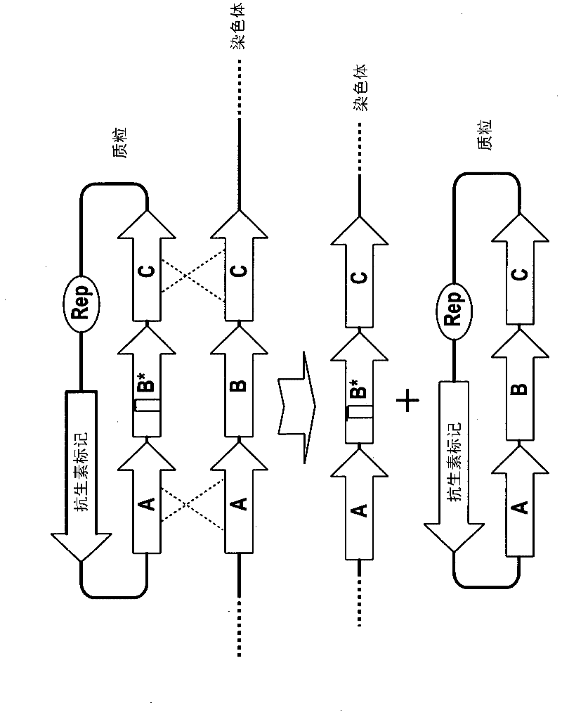 Method of double crossover homologous recombination in clostridia