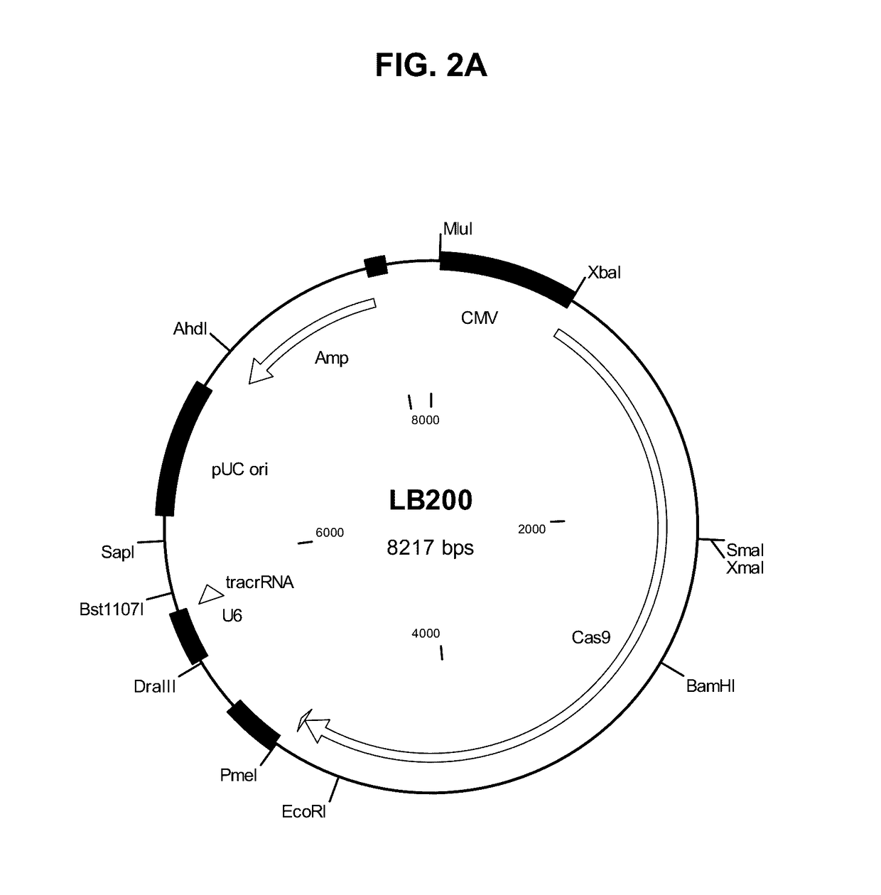 Methods and compositions for producing double allele knock outs