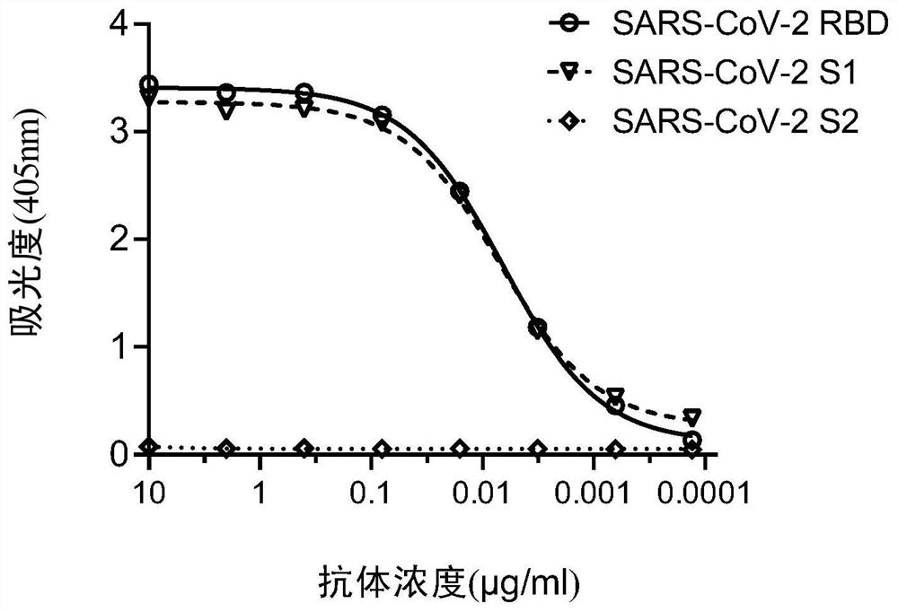 Specific antibody of coronavirus, or antigen-binding fragment of specific antibody