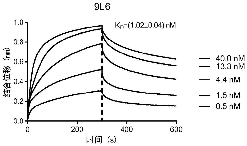 Specific antibody of coronavirus, or antigen-binding fragment of specific antibody