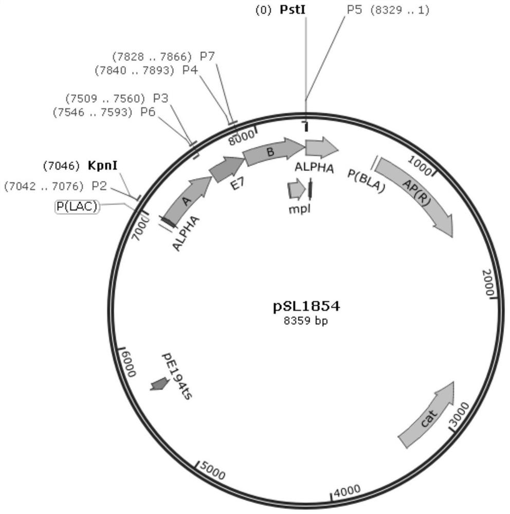 Cervical cancer therapeutic vaccine based on recombinant attenuated Listeria monocytogenes and preparation method of cervical cancer therapeutic vaccine