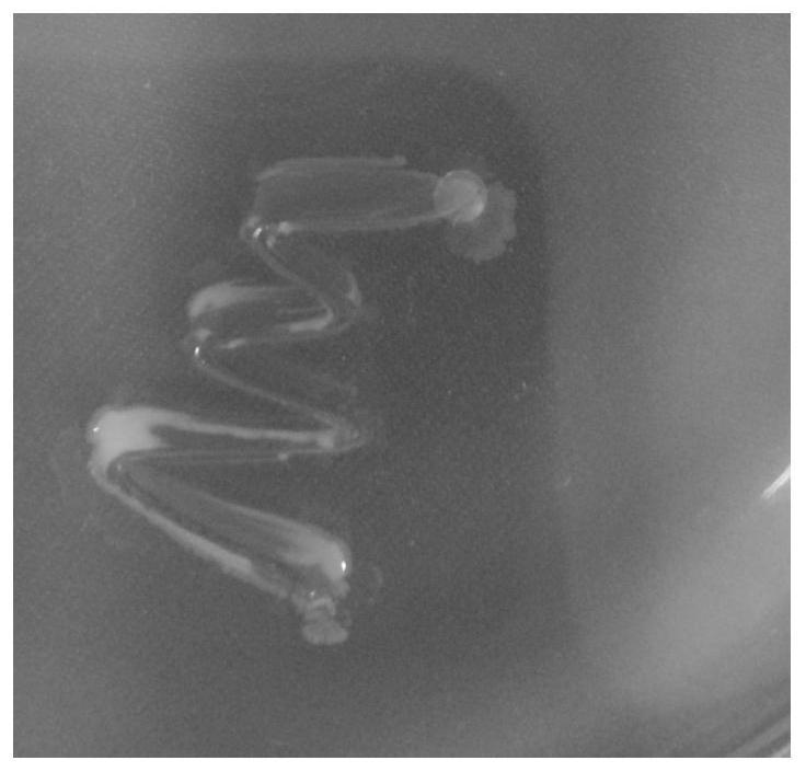 Saline-alkaline tolerant bacillus siamensis strain and production method and application of live bacteria preparation of saline-alkaline tolerant bacillus siamensis strain