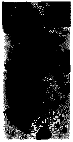 Oligonucleotide-based nano carrier for co-delivering drug and gene and preparation method of nano carrier