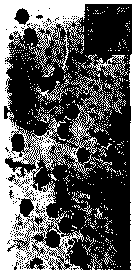 Oligonucleotide-based nano carrier for co-delivering drug and gene and preparation method of nano carrier