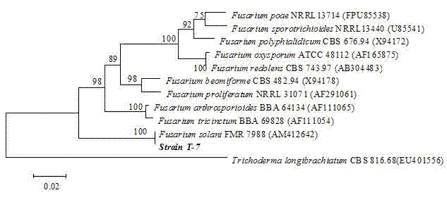 Separation and purification method of endophytic fungi from ginkgo biloba