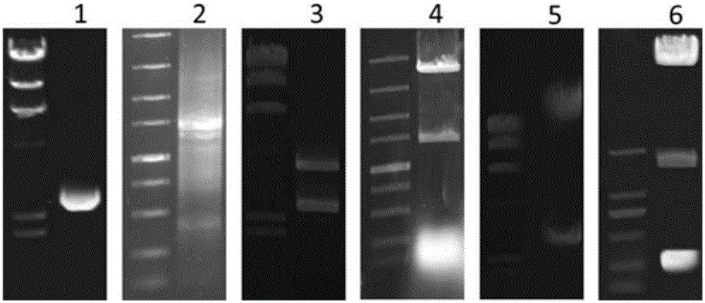 A method for rapid diagnosis and visual dynamic monitoring of plant phosphorus nutrition and the application of its recombinant expression vector