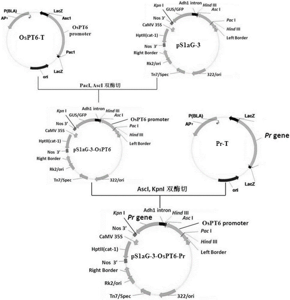 A method for rapid diagnosis and visual dynamic monitoring of plant phosphorus nutrition and the application of its recombinant expression vector