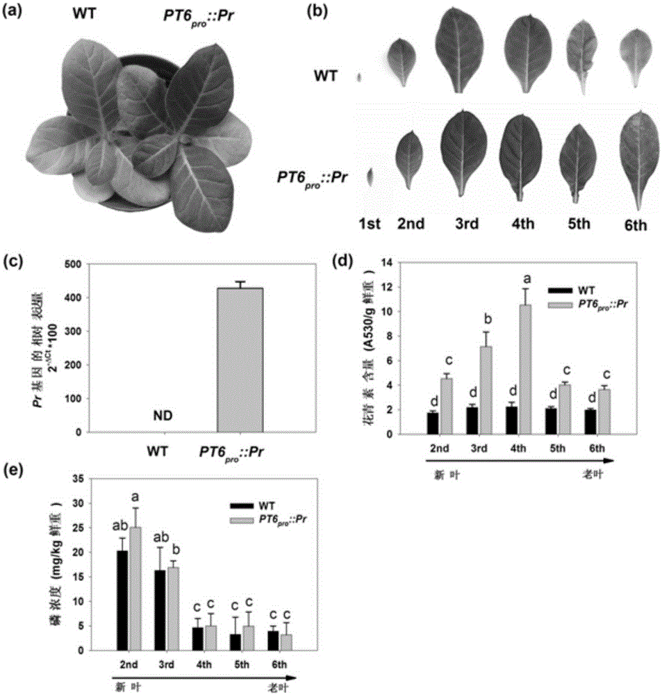 A method for rapid diagnosis and visual dynamic monitoring of plant phosphorus nutrition and the application of its recombinant expression vector