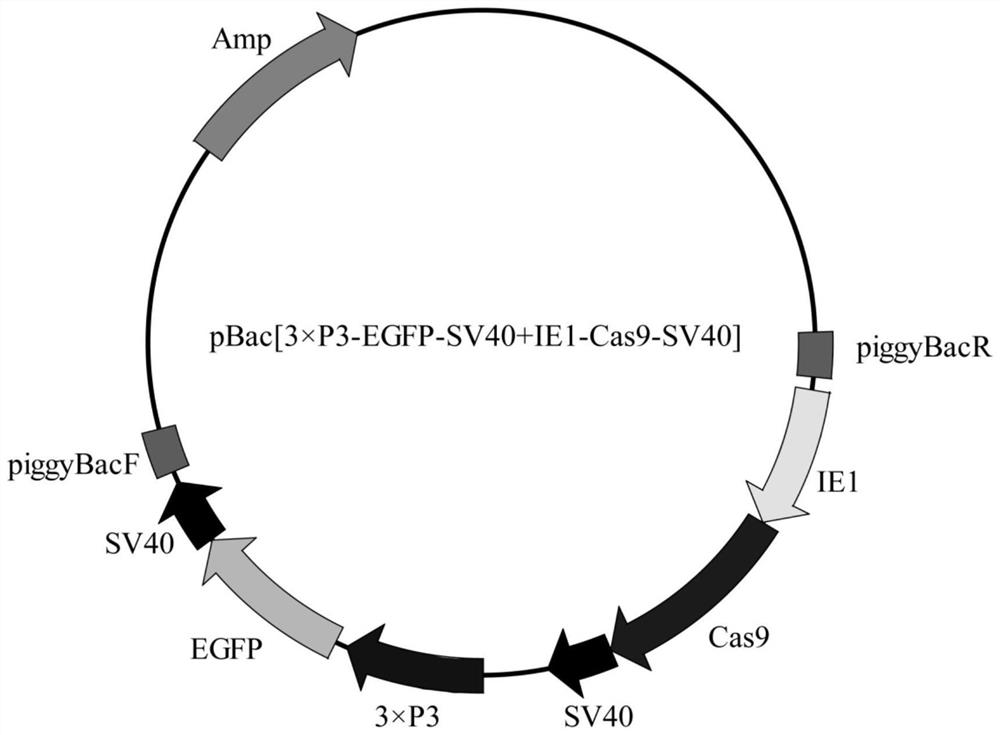 A kind of gene knockout method and its sgRNA fragment and application