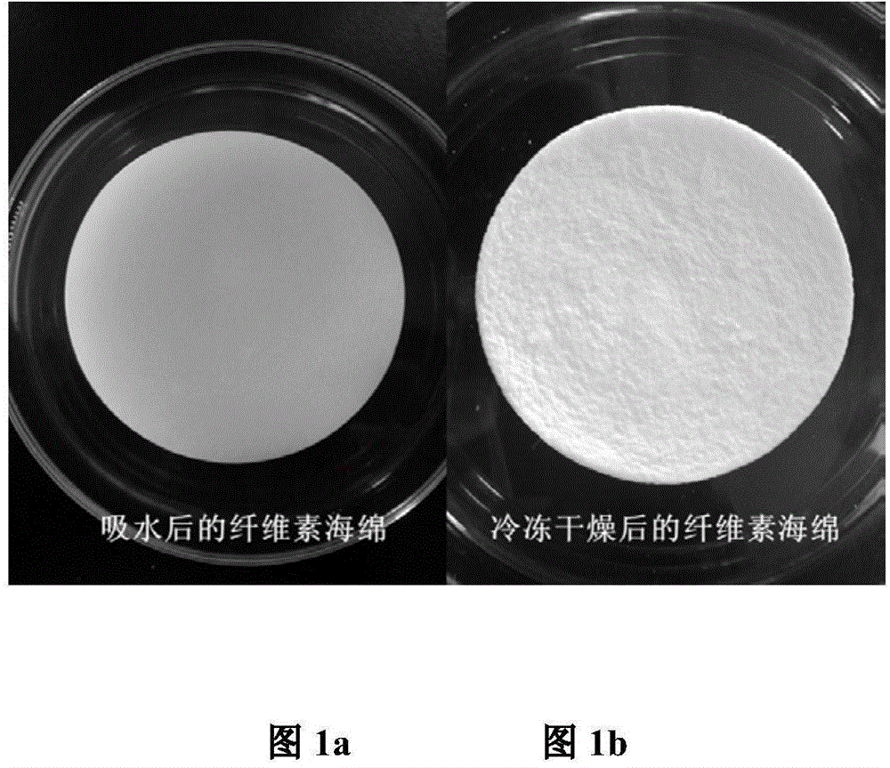 Superhydrophilic-superoleophobic cellulose sponge and preparation method thereof