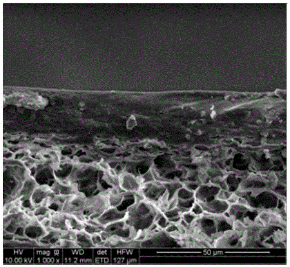 Superhydrophilic-superoleophobic cellulose sponge and preparation method thereof