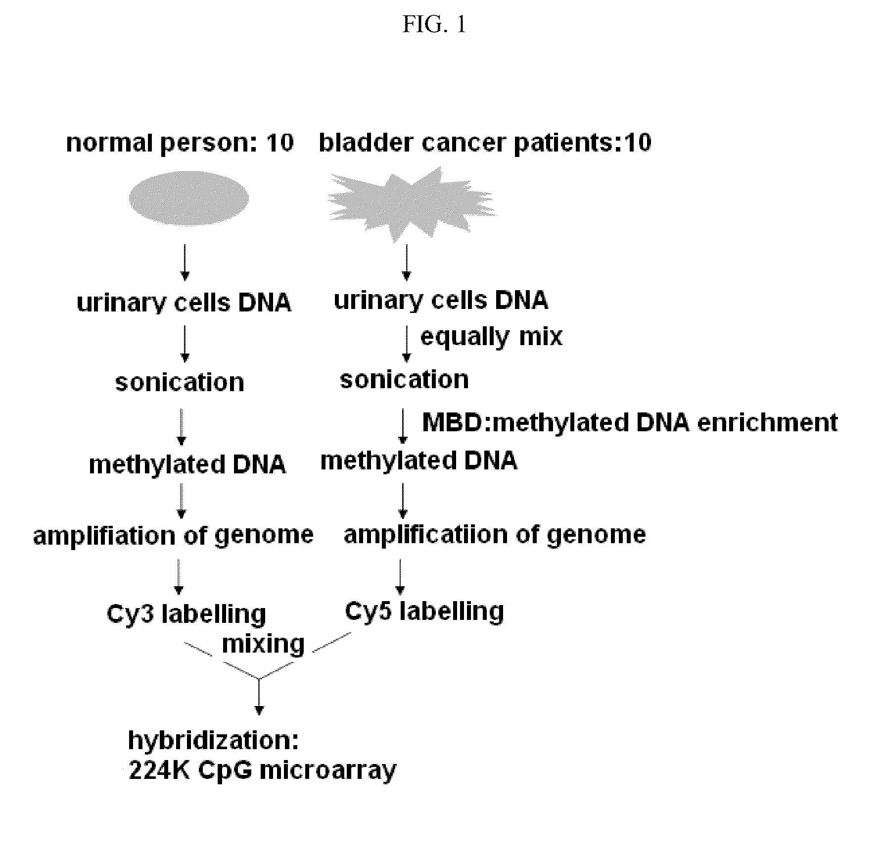 Diagnosis kit and chip for bladder cancer using bladder cancer specific methylation marker gene