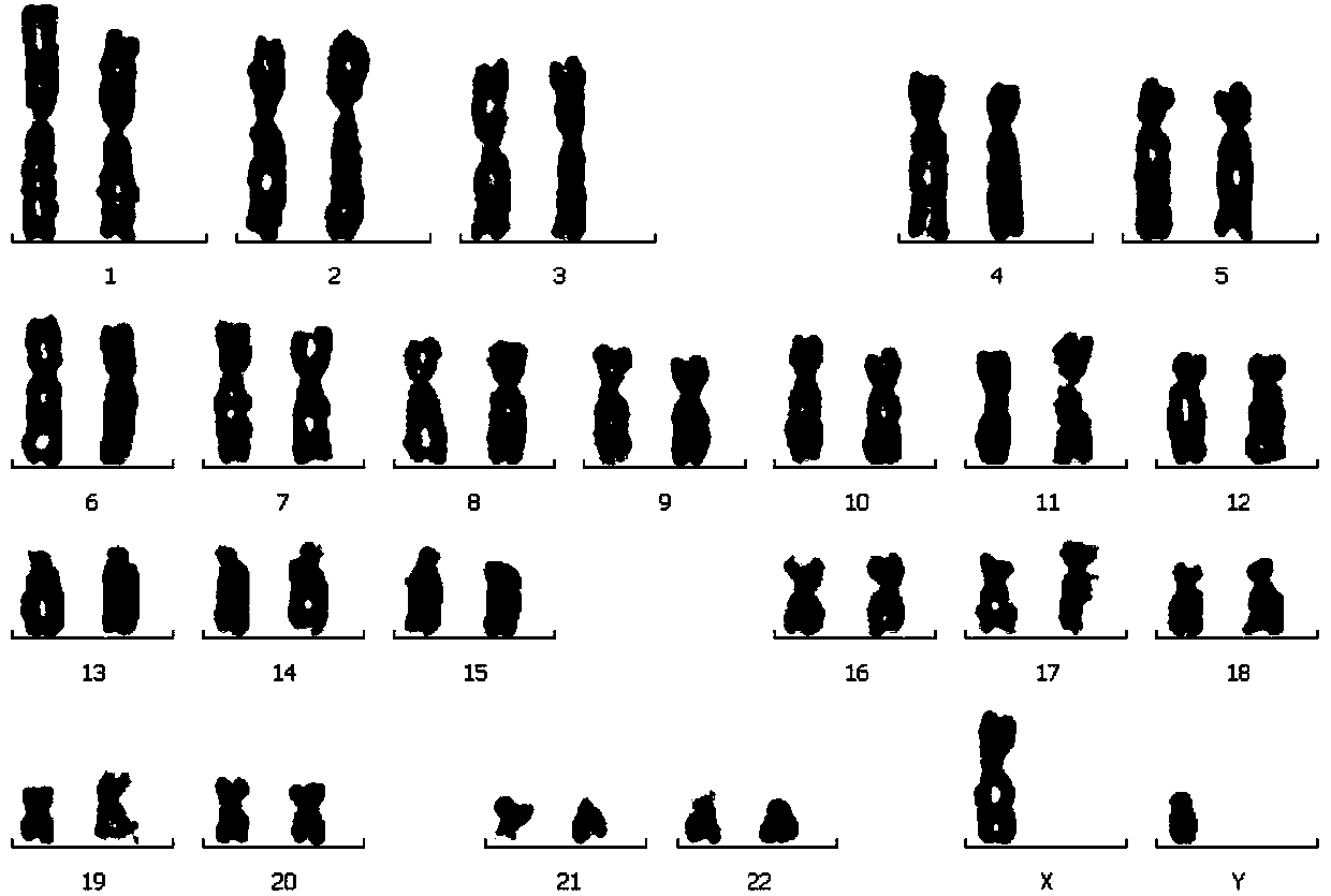 Human embryonic lung fibroblastic cell SV-7 and application thereof