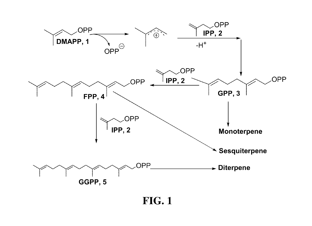 Terpene synthases for biofuel production and methods thereof