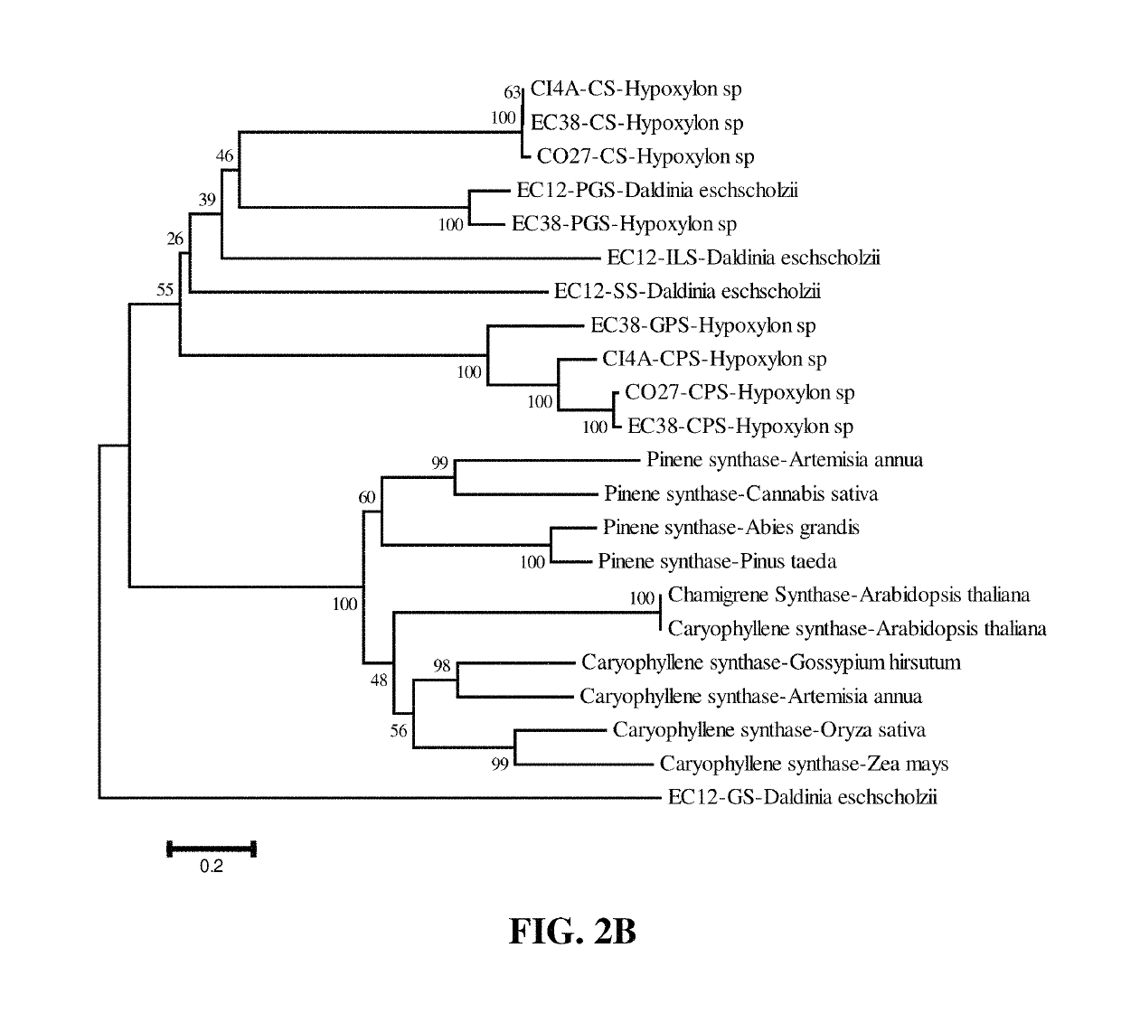 Terpene synthases for biofuel production and methods thereof