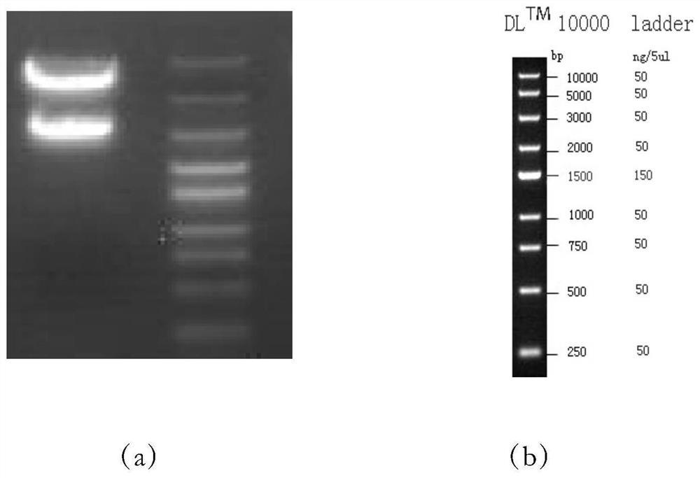 A composite protein of chimeric antigen receptor fused with inducible apoptosis enzyme