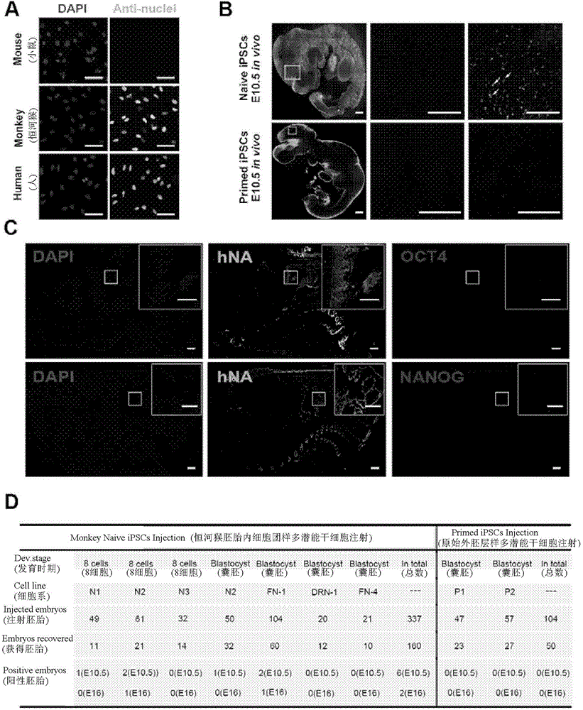 Preparation method of animal and human primitive pluripotent stem cell, kit and use thereof