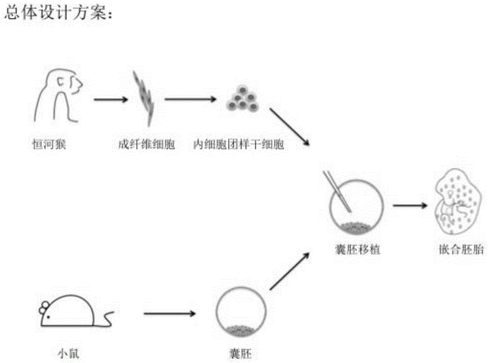 Preparation method of animal and human primitive pluripotent stem cell, kit and use thereof