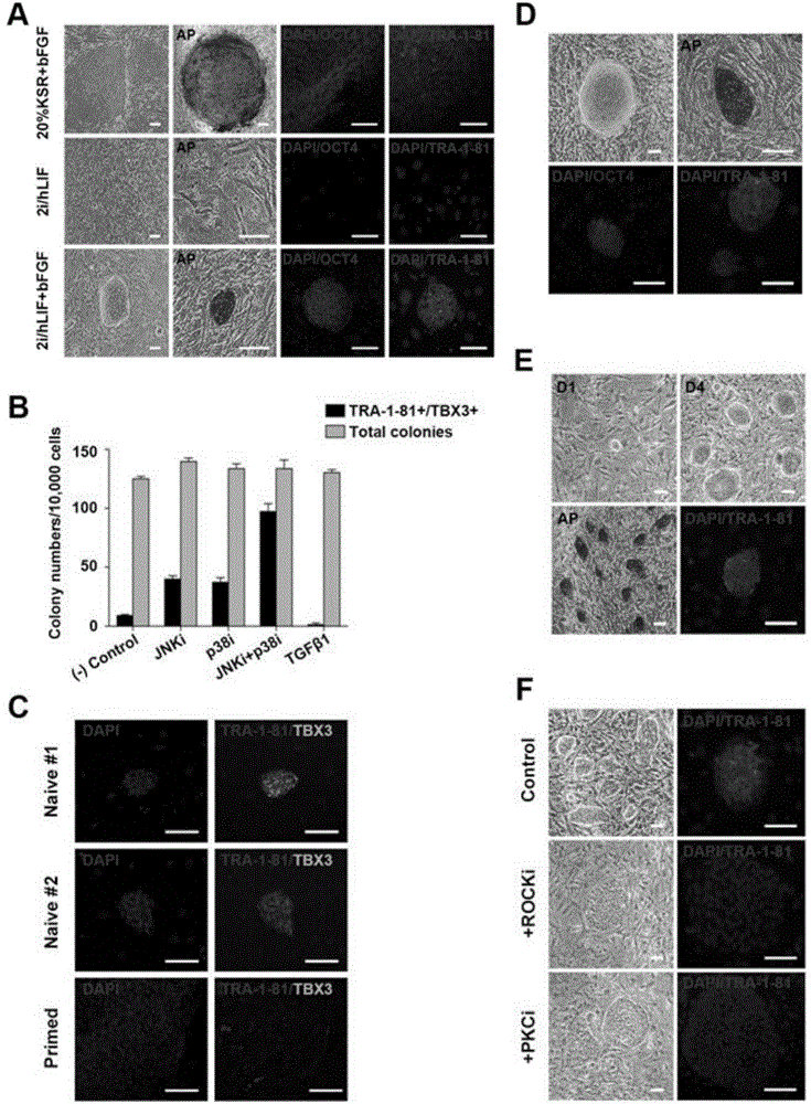 Preparation method of animal and human primitive pluripotent stem cell, kit and use thereof