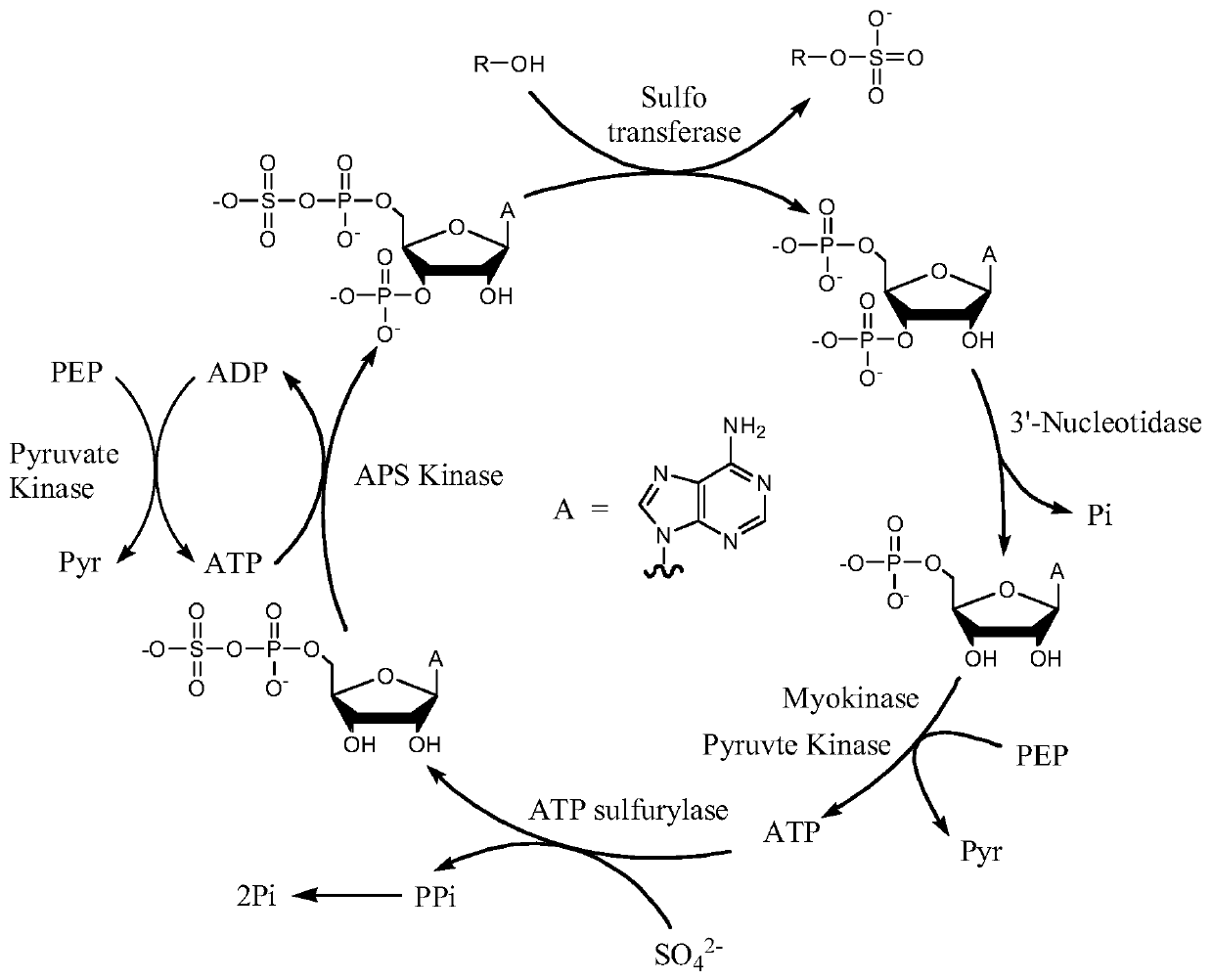 Enzymatic synthesis method and application of 3',5'-adenosine diphosphate (PAP)